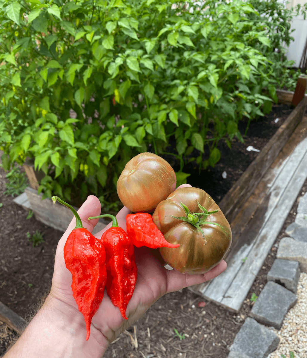 A hand holding three red ghost peppers and two striped tomatoes in front of the ghost pepper plant