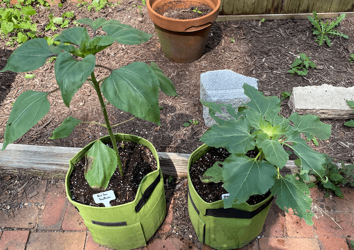 Two young sunflower plants in green grow bags