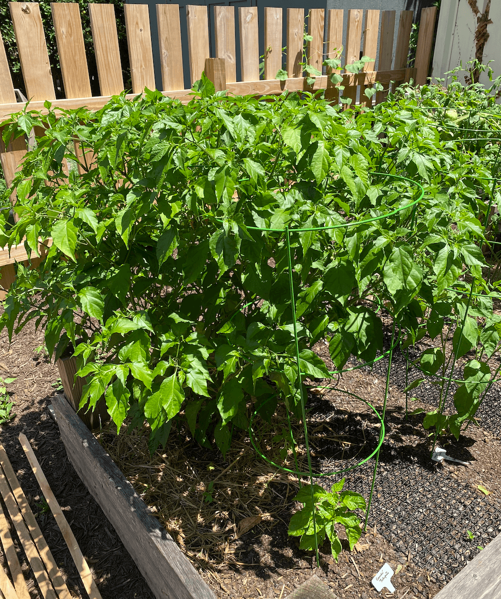 A huge ghost pepper plant shading the rest of its raised bed