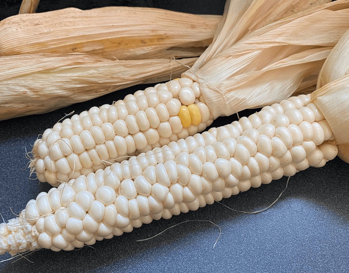 Two husked ears of white field corn