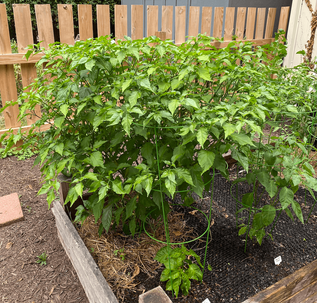 A large, bushy ghost pepper plant filling half of a raised bed