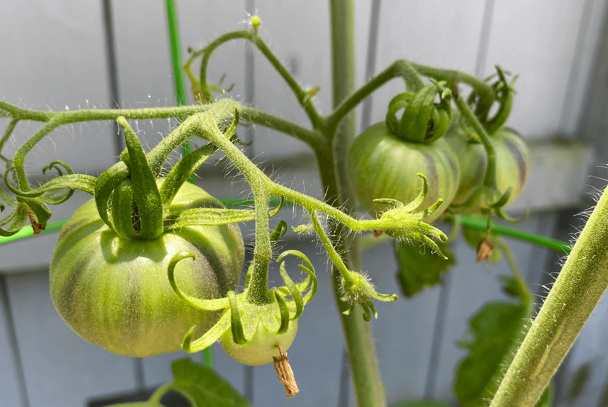 Green, unripe striped tomatoes on the vine