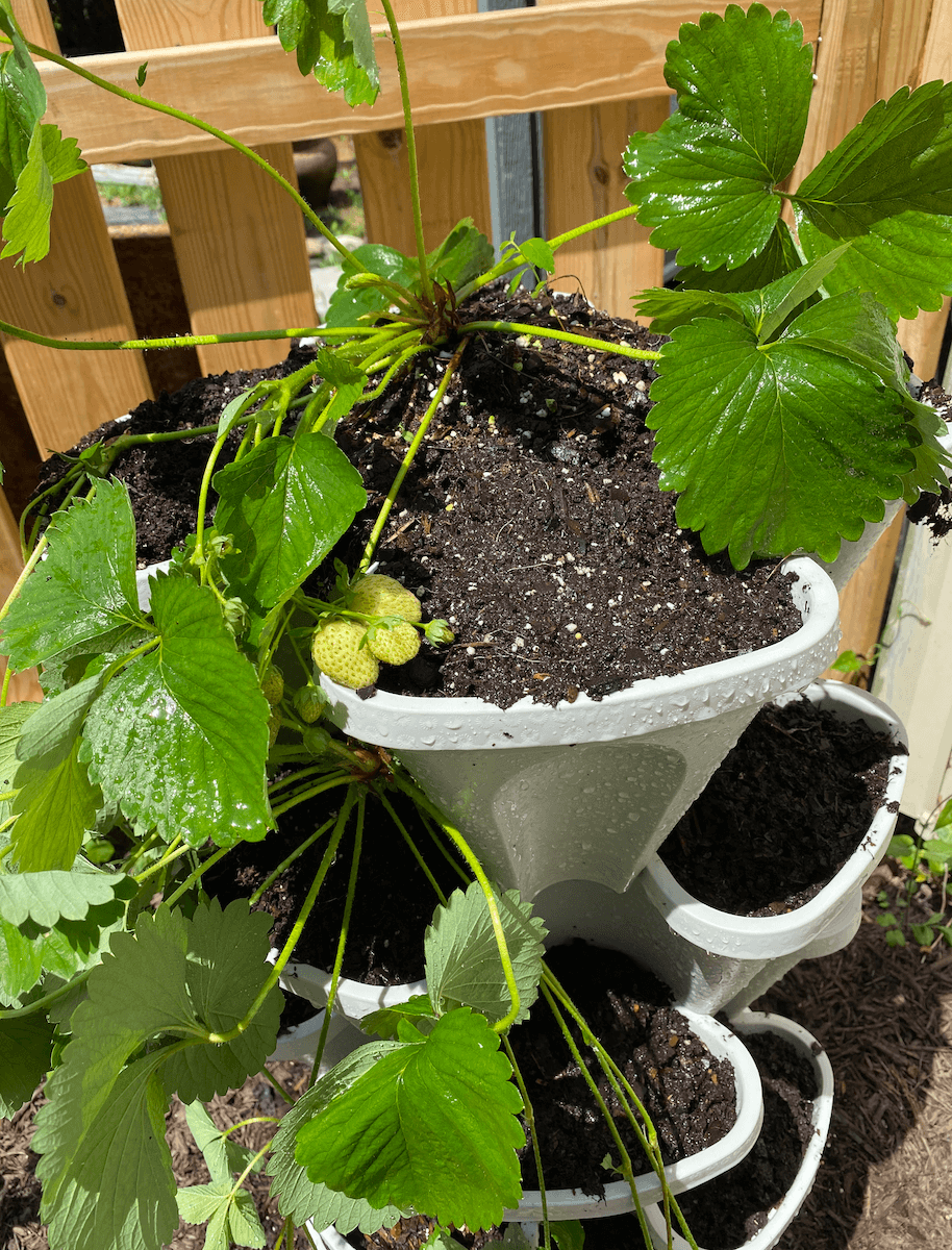 Strawberry plants with small unripe berries in a tiered planter
