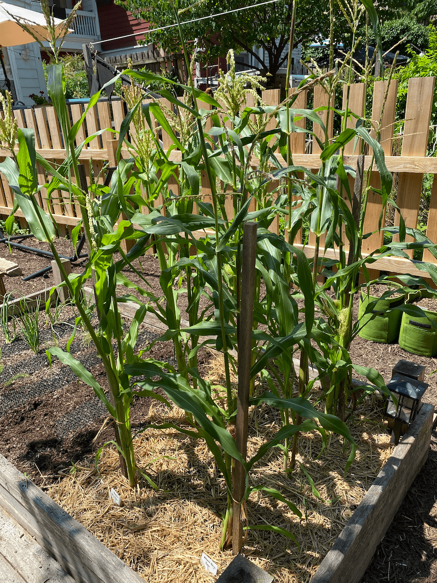 Corn stalks several feet tall in a raised bed
