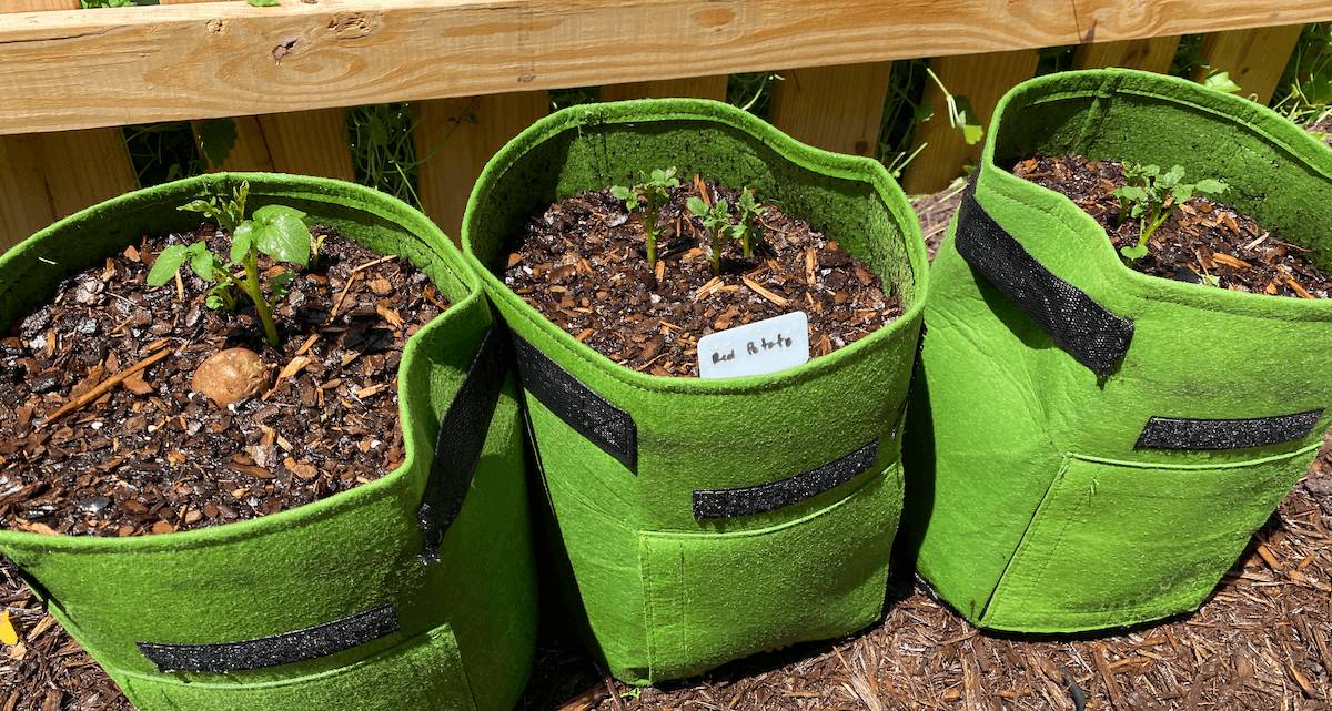 Potato seedlings in green fabric grow bags