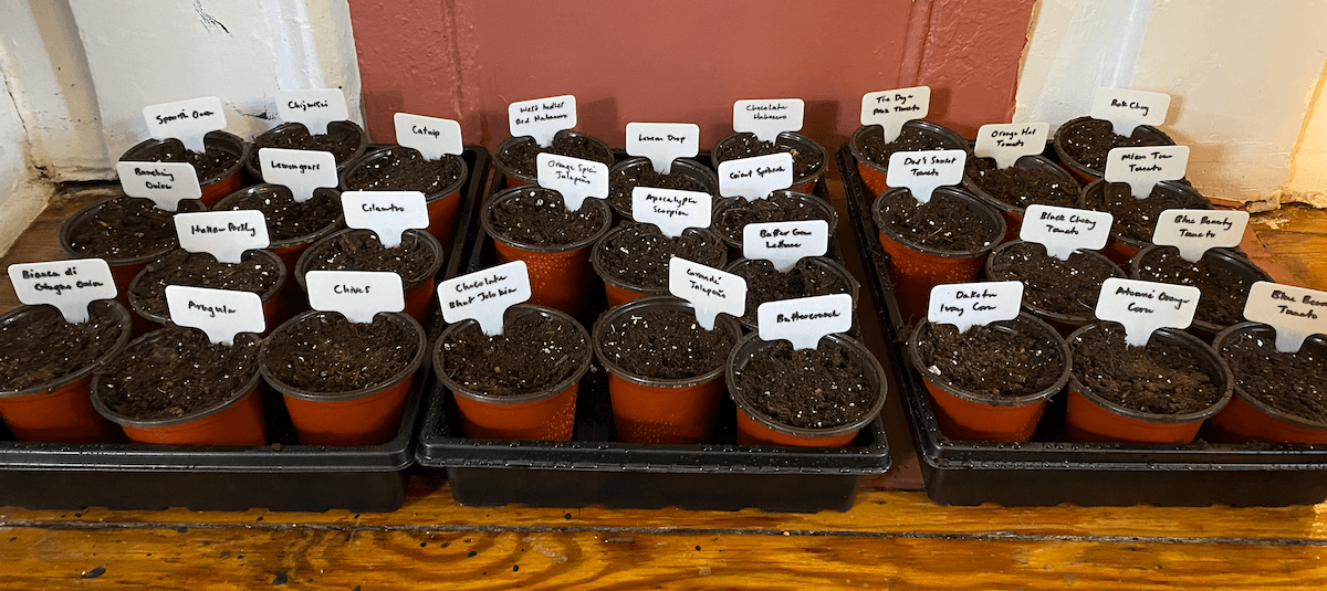 Labeled pots of seed-starting soil in trays on a wooden floor