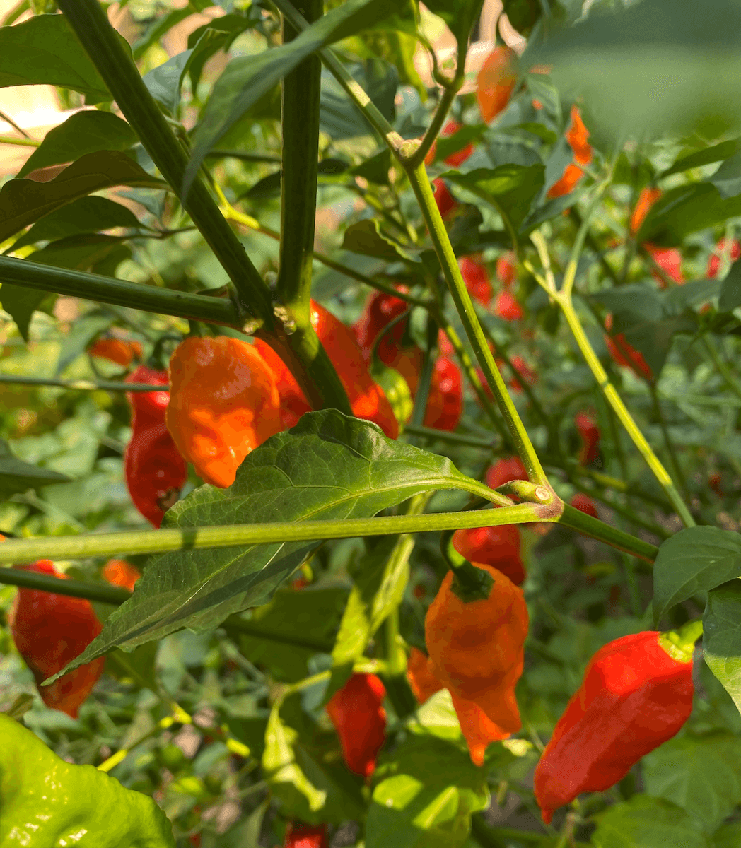 Ripe red ghost peppers hanging among the leaves