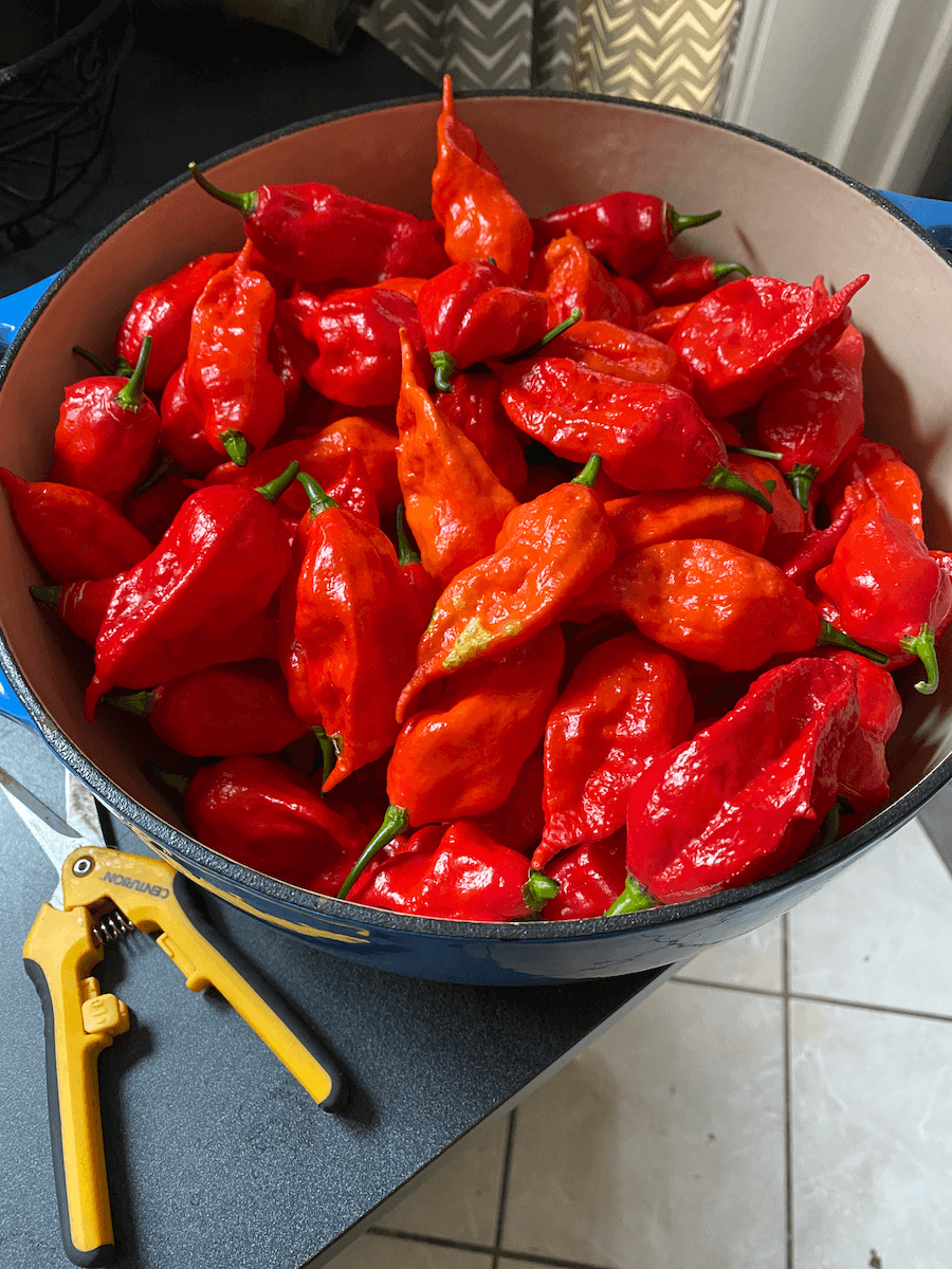 A large bowl of harvested red ghost peppers next to a pair of pruning shears
