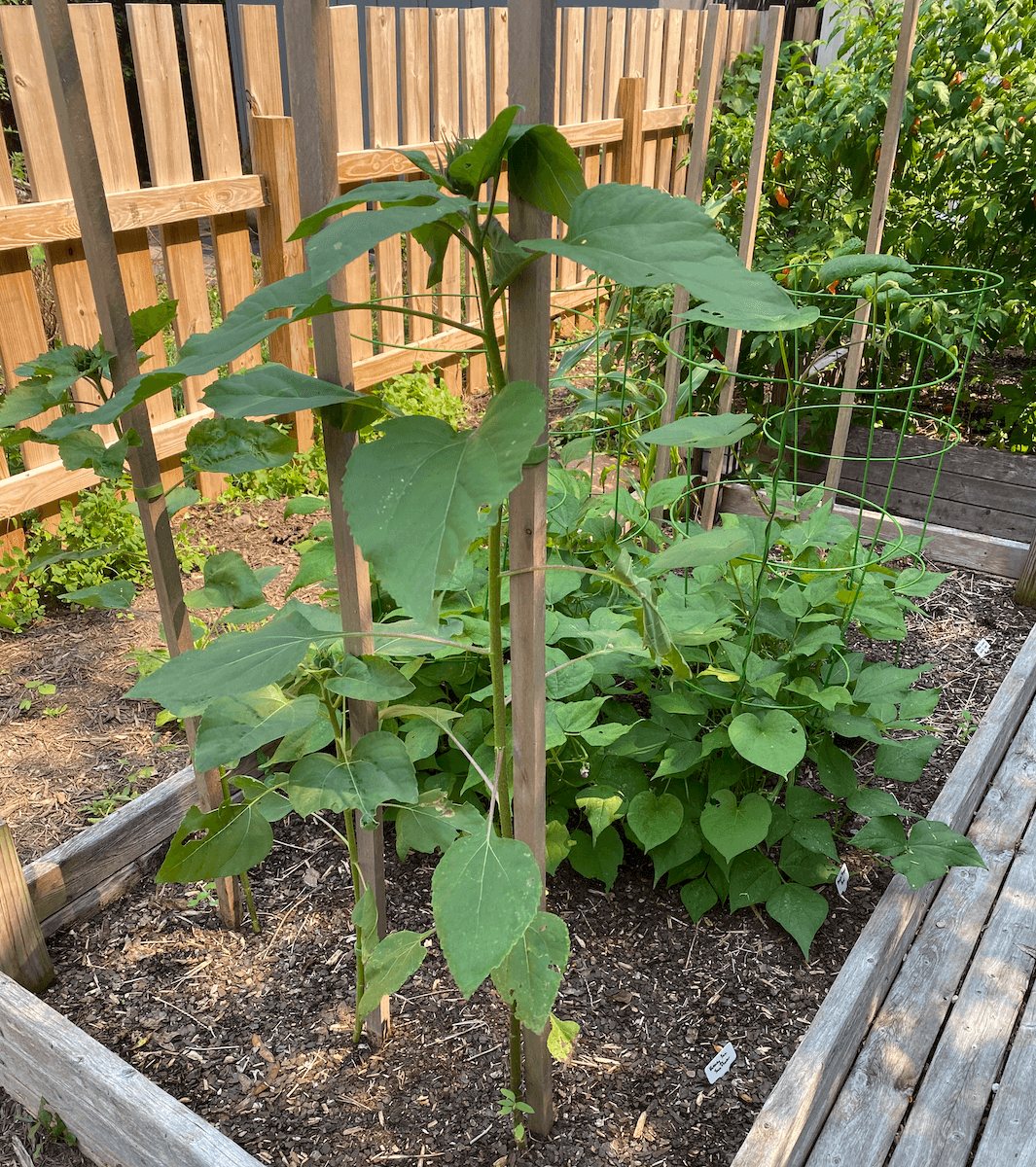 Young sunflowers tied to stakes above bush beans in a raised bed