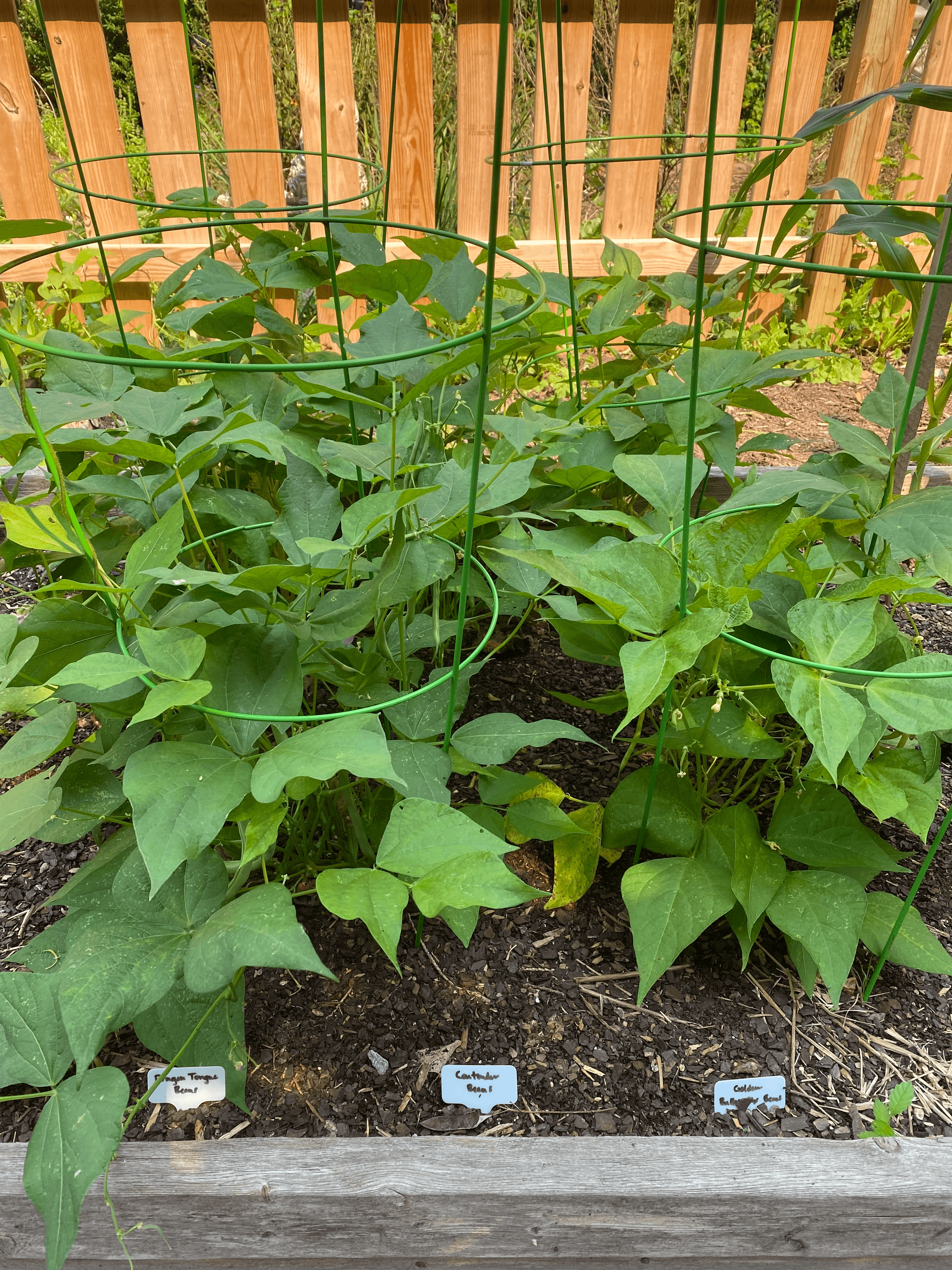 Bush bean plants in a tomato cage in a raised bed
