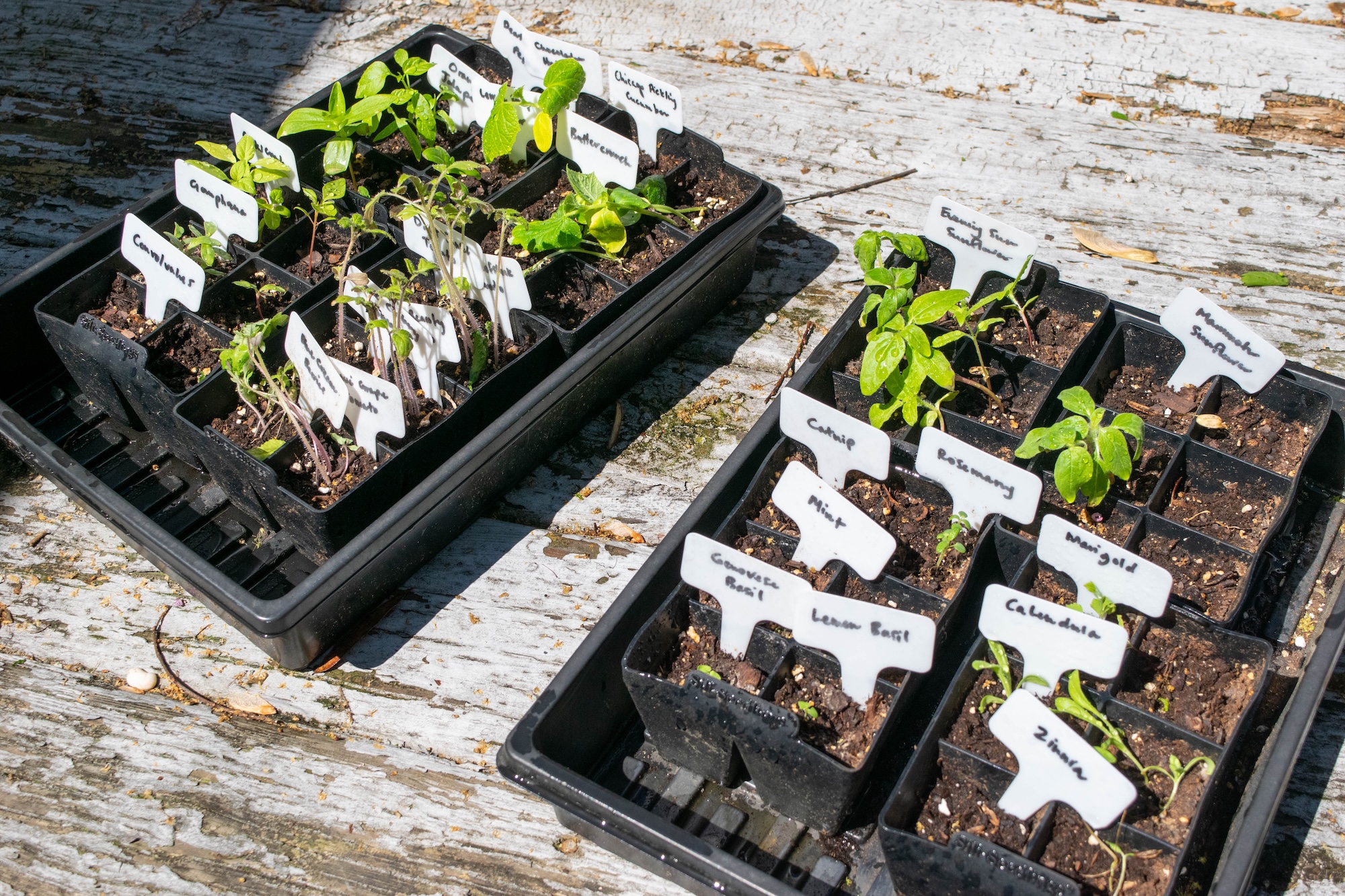 Two trays of labeled seedlings on a weathered wooden table