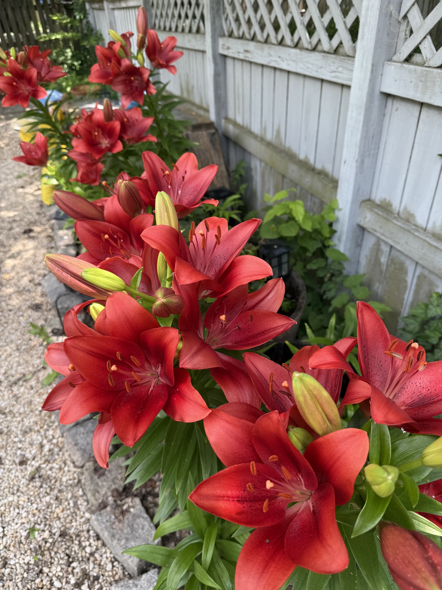 Red Asian lilies in bloom along a fence