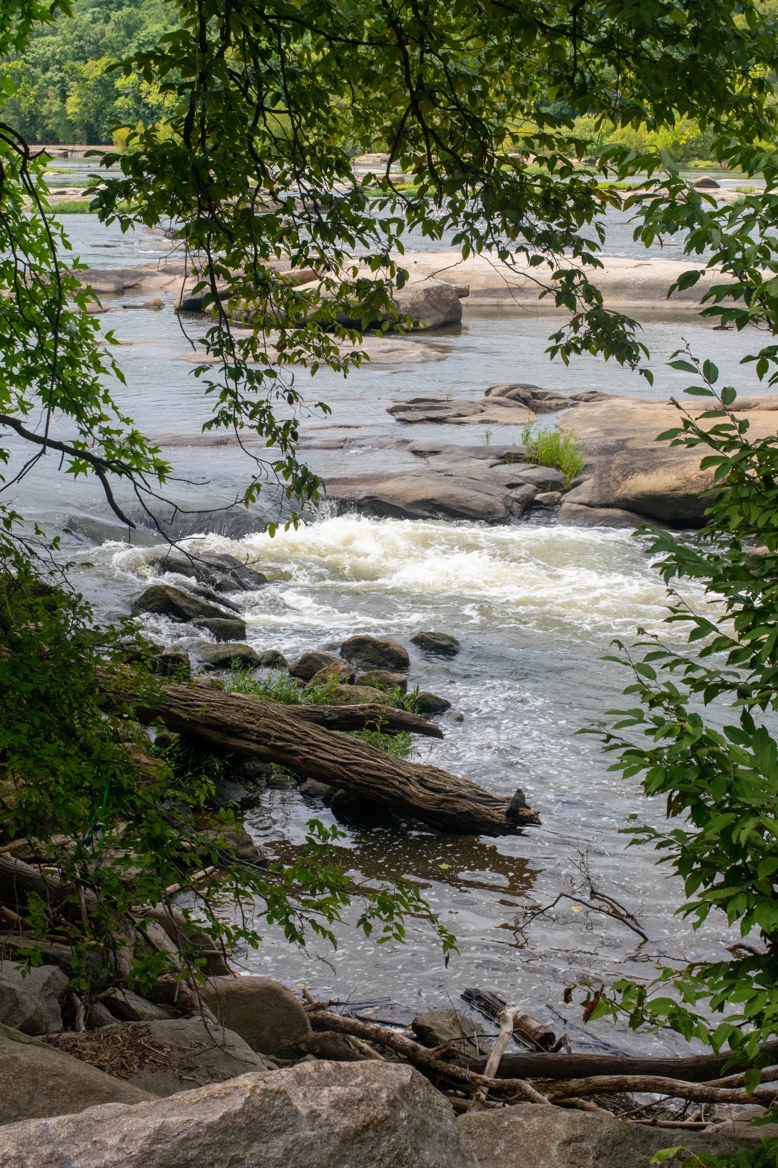 Rapids on the James River framed by overhanging tree branches, with a fallen log in the foreground