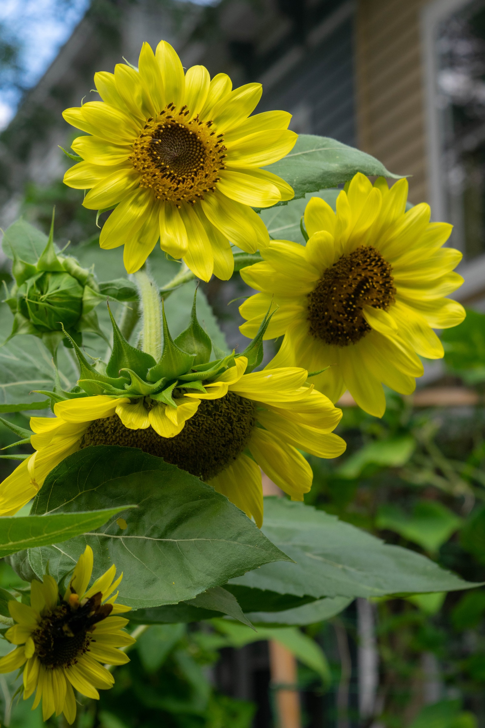Yellow sunflowers in bloom, with an unopened bud beside them