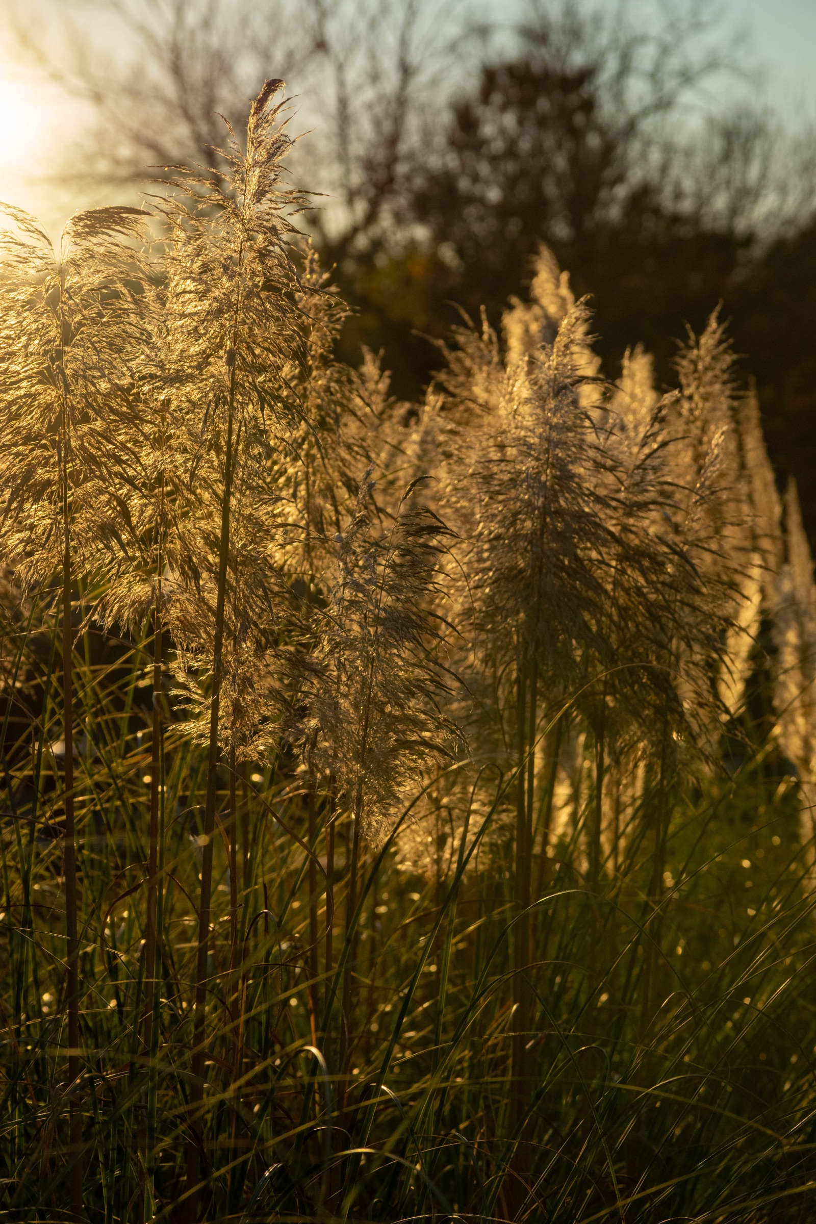 Pampas grass plumes backlit by the low autumn sun
