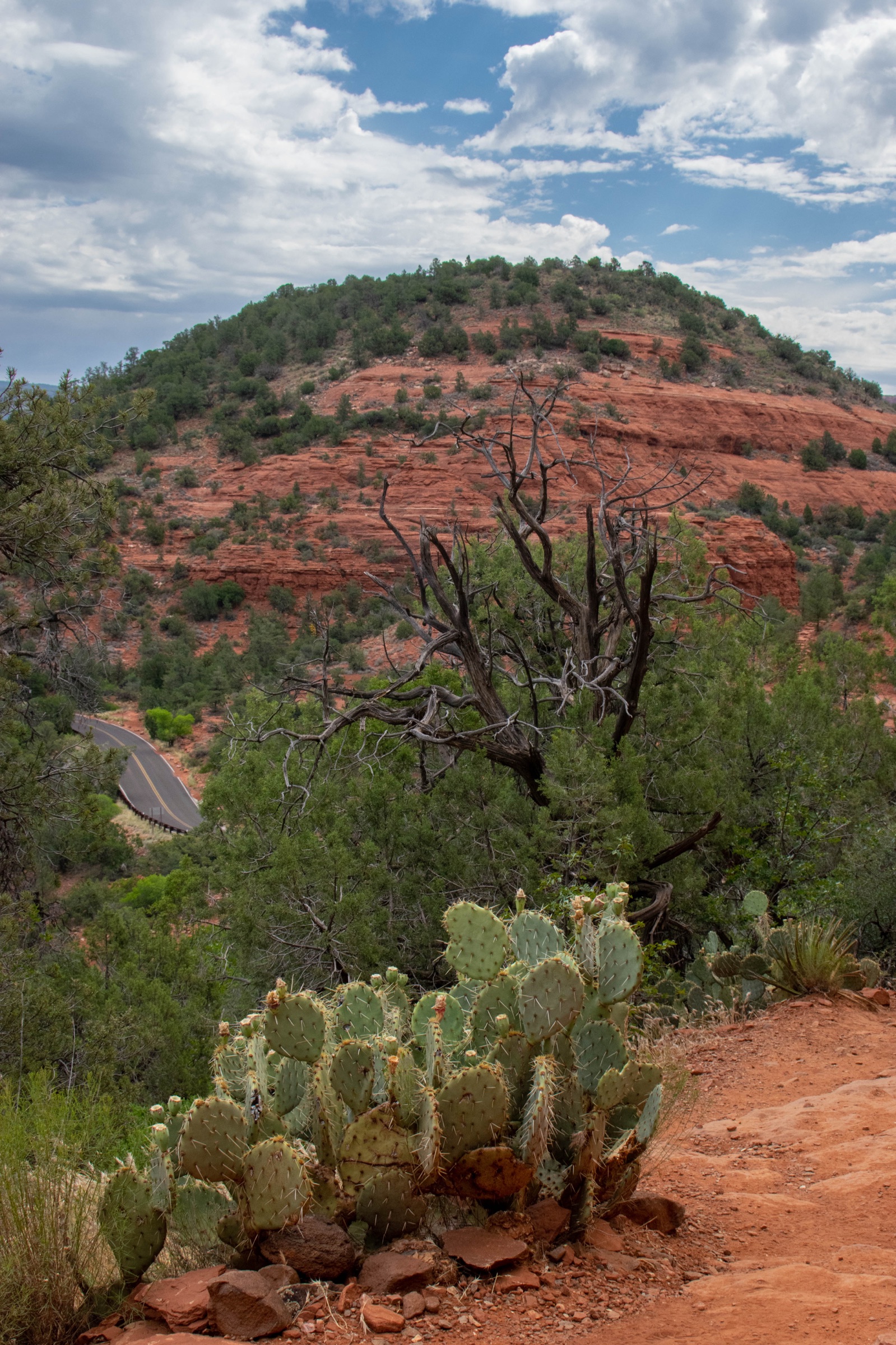 Prickly pear cactus beside a red dirt trail, with a dead tree and a red hillside behind