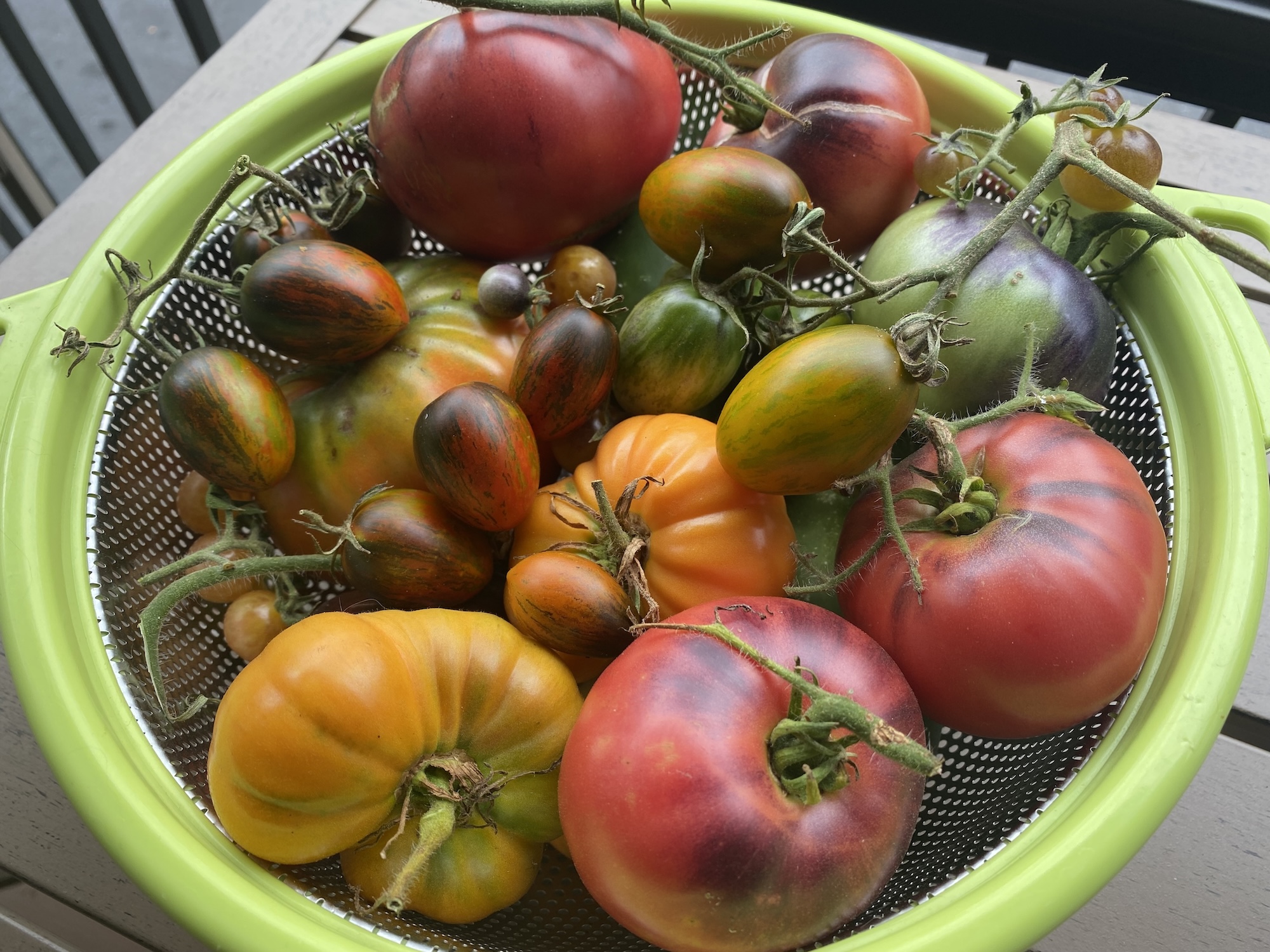 A colander full of freshly picked heirloom tomatoes